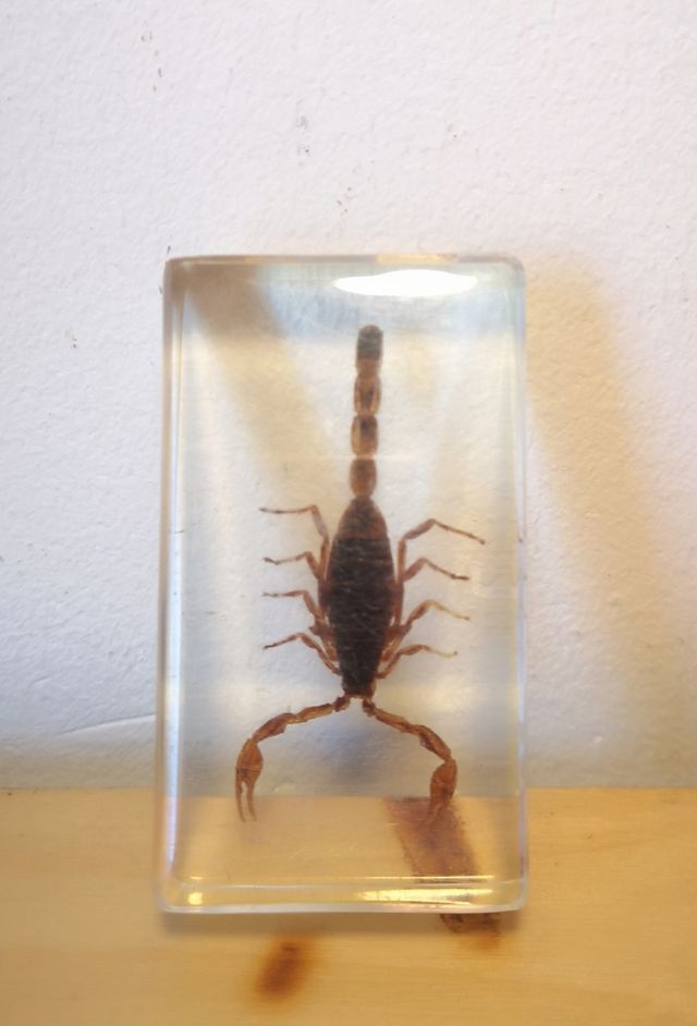 Escorpión  CHINCHE ROJA Perro de Agua en Resina