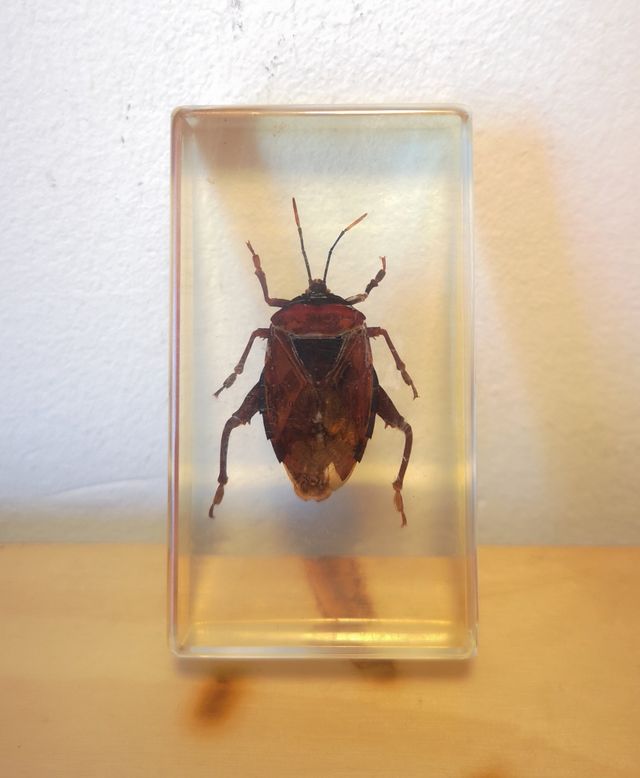 Escorpión  CHINCHE ROJA Perro de Agua en Resina