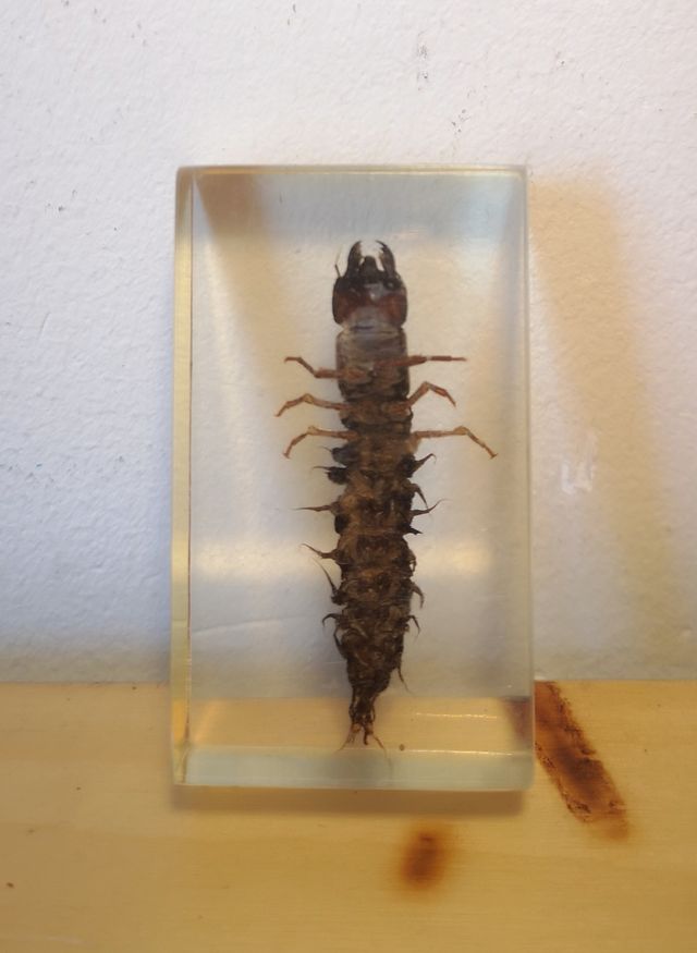 Escorpión  CHINCHE ROJA Perro de Agua en Resina