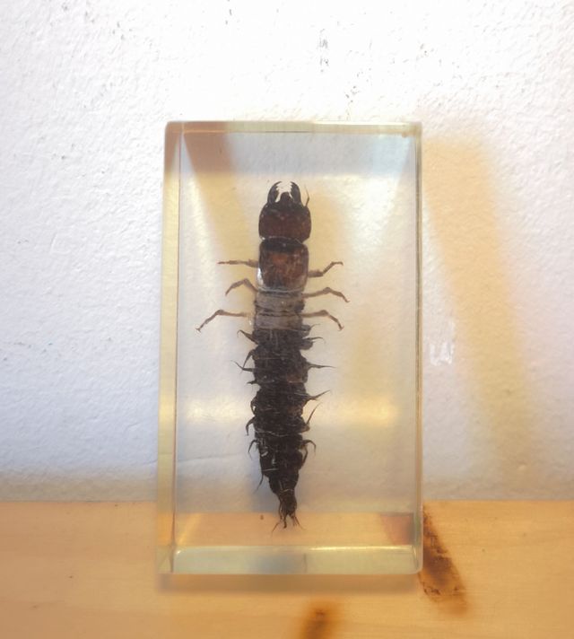 Escorpión  CHINCHE ROJA Perro de Agua en Resina