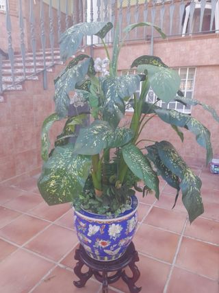 Macetero chino con planta y soporte no envio