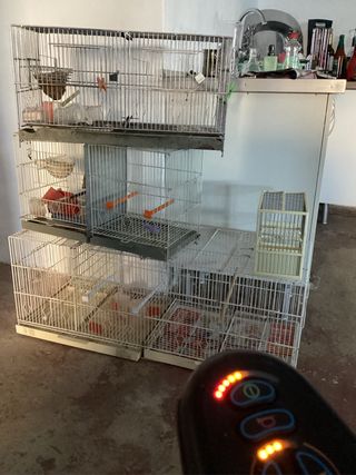 Jaulas pájaros - 90 eur. todas