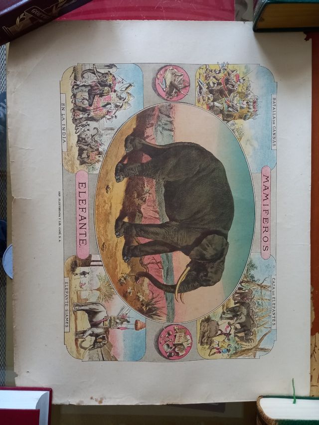 Láminas antiguas animales imprenta elzeberiana.