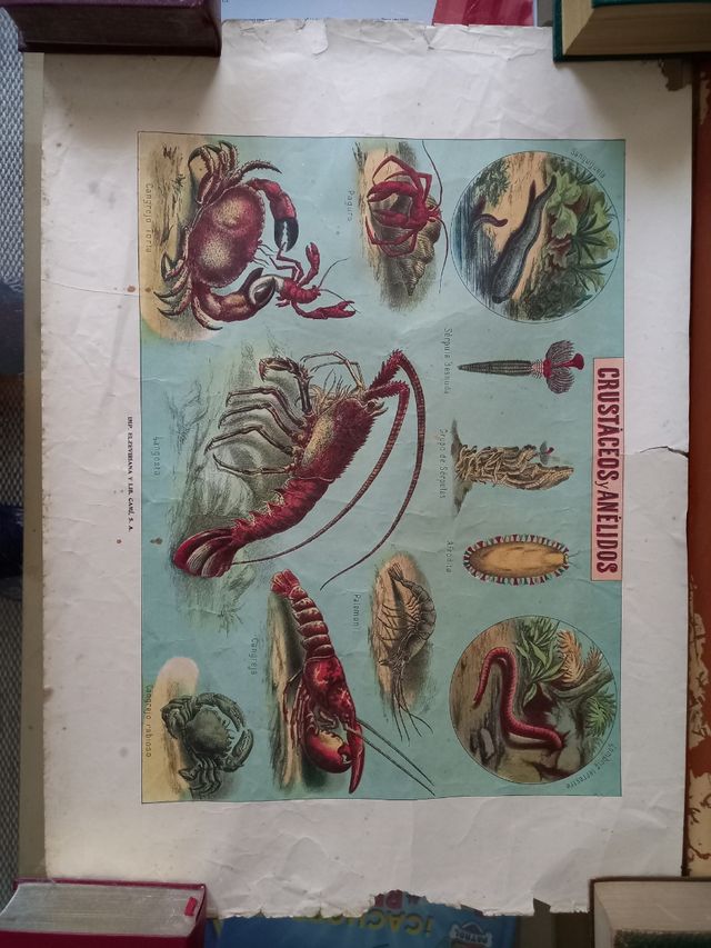 Láminas animales vintage 