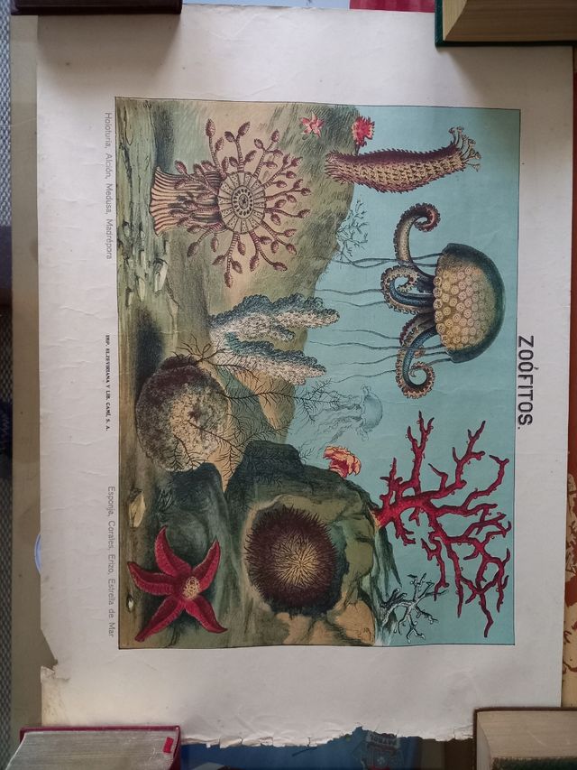 Láminas animales vintage 