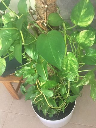 Potos en maceta autorriego