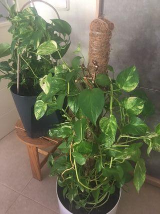 Potos en maceta autorriego