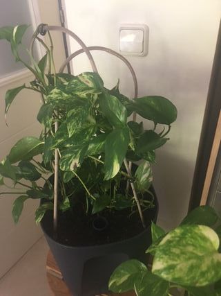 Potos en maceta autorriego