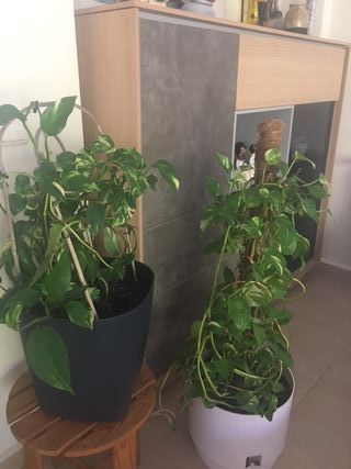 Potos en maceta autorriego