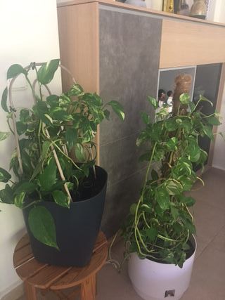 Potos en maceta autorriego