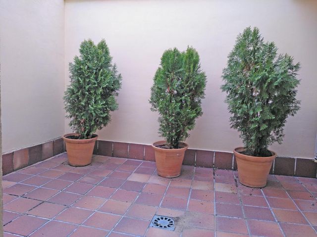 Macetas de terracota en muy buen estado