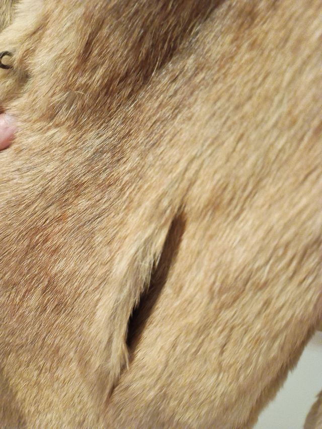 Chaquetón piel marrón claro mujer