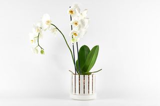 Vaso da orchidee e sottovaso Orchitop Scoop bianco