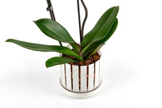 Vaso da orchidee e sottovaso Orchitop Scoop bianco