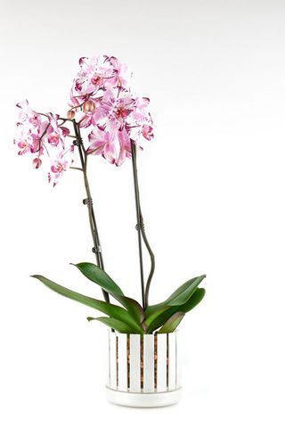 Vaso da orchidee e sottovaso Orchitop Scoop bianco