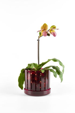 Set vaso da orchidee e sottovaso Orchitop Scoop