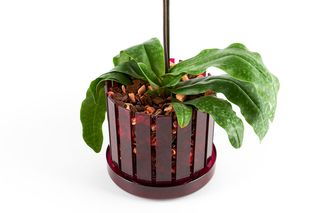 Set vaso da orchidee e sottovaso Orchitop Scoop