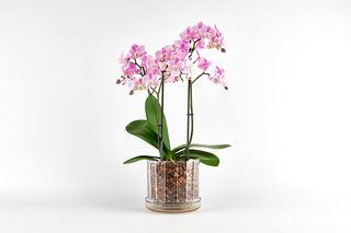 Vaso orchidee sottovaso Orchitop Scoop trasparente