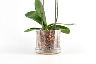 Vaso orchidee sottovaso Orchitop Scoop trasparente