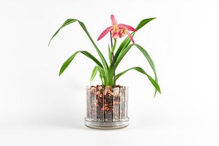 Vaso orchidee sottovaso Orchitop Scoop trasparente