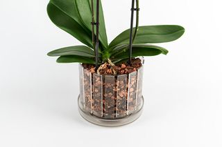 Vaso orchidee sottovaso Orchitop Scoop trasparente