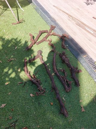 Cepa vid para decorar acuario