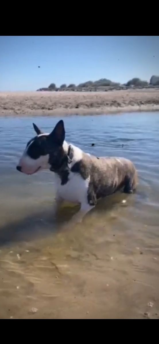 Tu mascota x siempre 