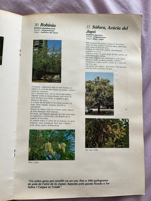 Álbum Arboles de Barcelona