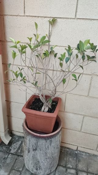 Planta Ficus Ginseng
