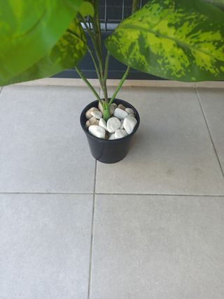 Planta artificial -
