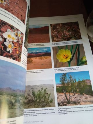 Libro suculentas africanas