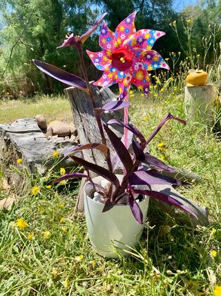 Tradescantia Pallida