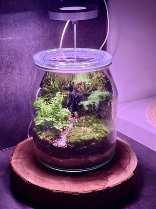 Terrario in vetro con mini piante tropicali