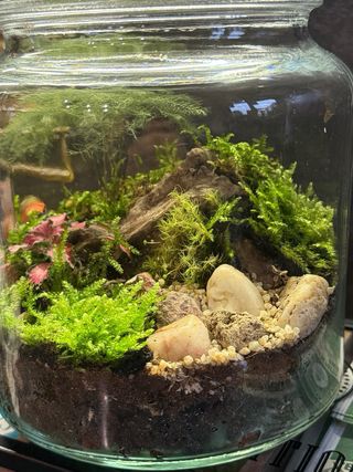 Terrario in vetro con mini piante tropicali