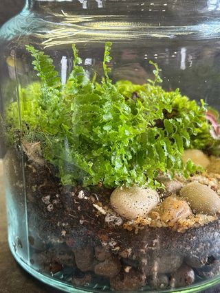 Terrario in vetro con mini piante tropicali