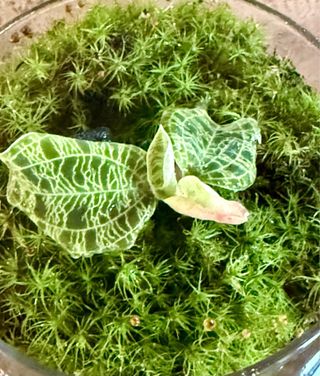 Terrario in vetro con mini piante tropicali