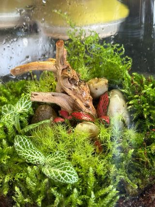 Terrario in vetro con mini piante tropicali