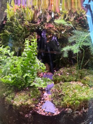 Terrario in vetro con mini piante tropicali