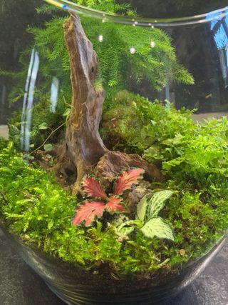 Terrario in vetro con mini piante tropicali