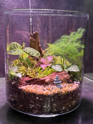 Terrario in vetro con mini piante tropicali
