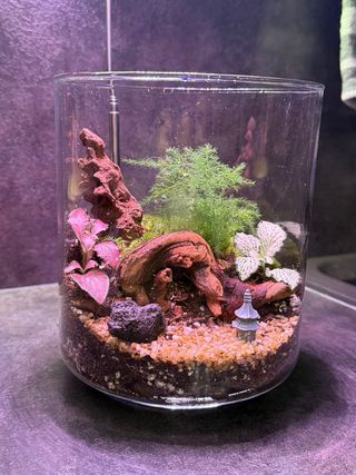 Terrario in vetro con mini piante tropicali