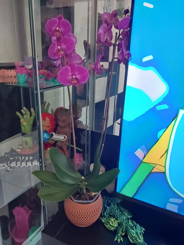 Macetero para orquídea en 3D