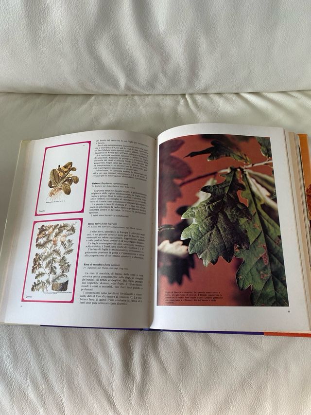 Libro “Erbe e funghi in Europa”