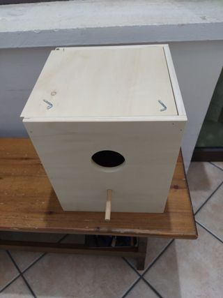 Nido pappagalli calopsite beige