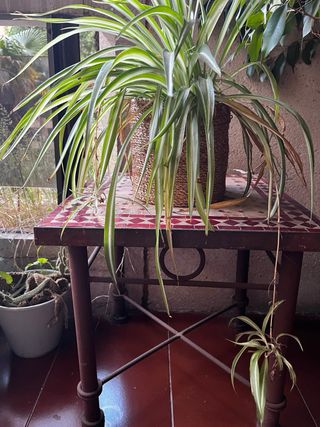 Mesita marroquí baja - Mosaico y hierro