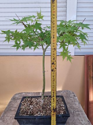 Bonsái Arce Japonés