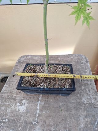 Bonsái Arce Japonés