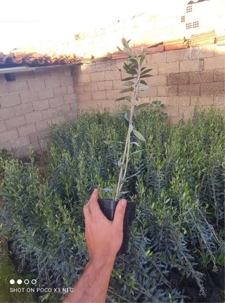 Plantaciones De precision GPS