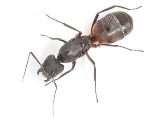 Busco avistador Hormigas reina en Chiloeches