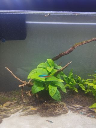 Tronco madera pecera grande